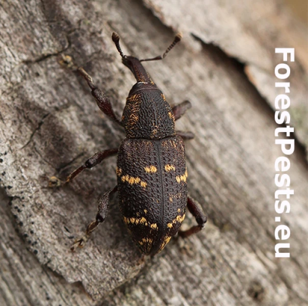 Tvrdoň smrekov&yacute;