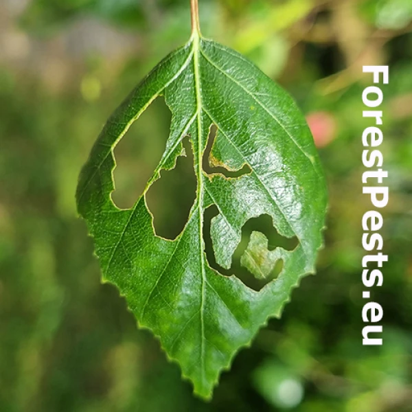 Piliarka Hemichroa australis