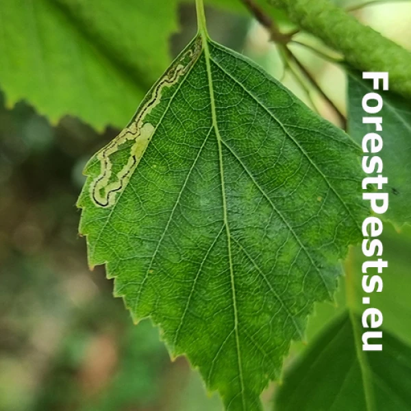 Drobn&iacute;k Stigmella confusella