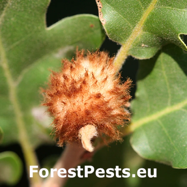 Hrčiarka Andricus theophrasteus