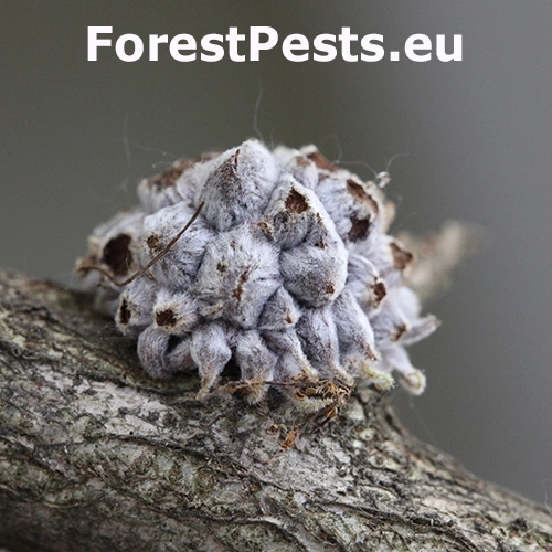 Hrčiarka Andricus hartigi