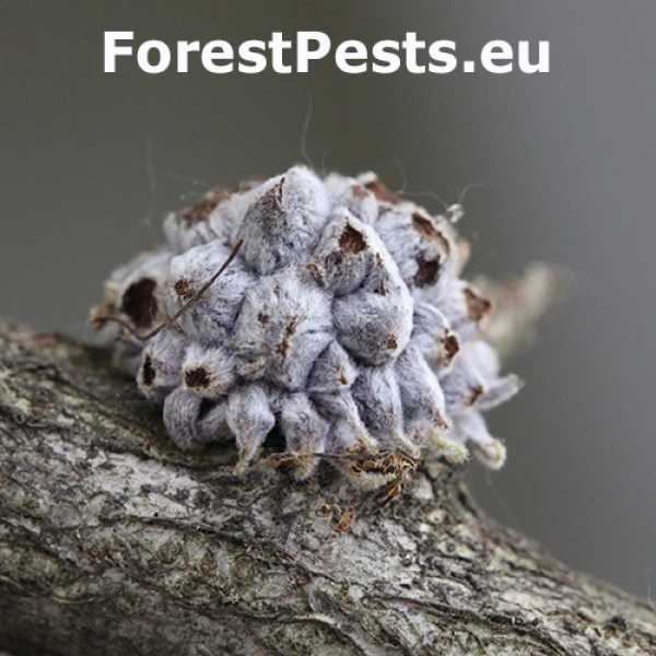 Hrčiarka Andricus hartigi