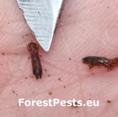 Treptoplatypus oxyurus