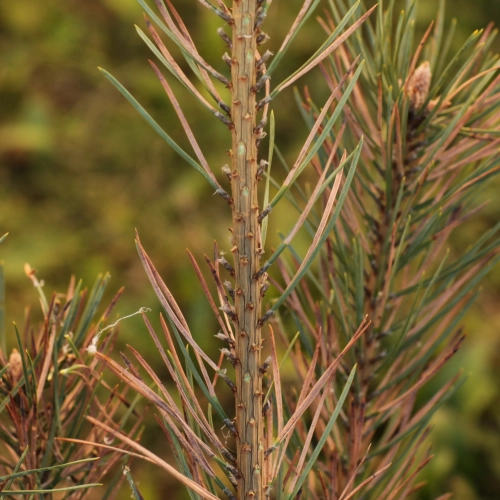 Sypavn&iacute;čka borovicov&aacute;