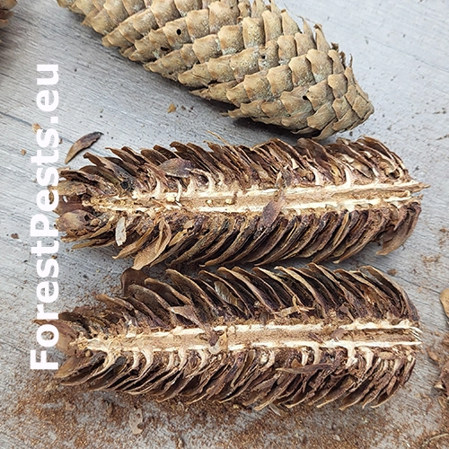 Červotoč &scaron;i&scaron;kov&yacute;