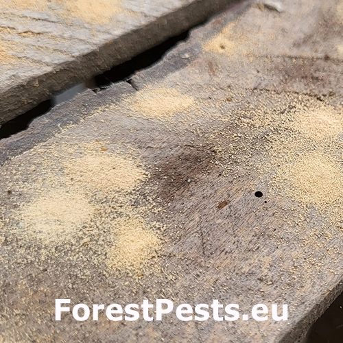 Červotoč p&aacute;sikav&yacute;