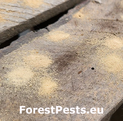 Červotoč p&aacute;sikav&yacute;