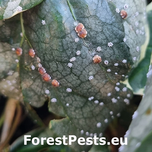 Červec japonsk&yacute;