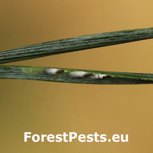 &Scaron;t&iacute;tnička borovicov&aacute;