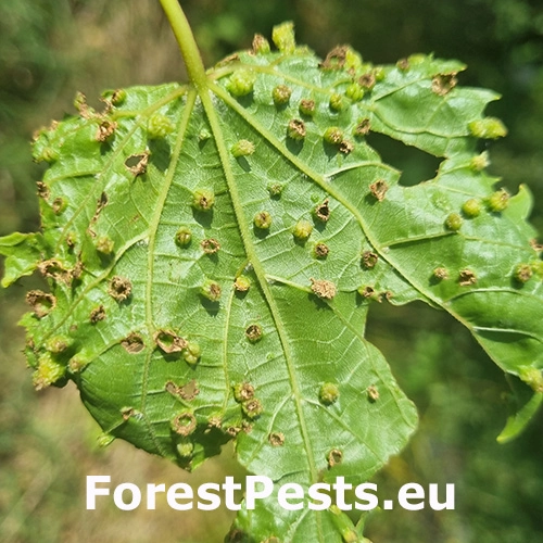 Fylox&eacute;ra viničov&aacute;