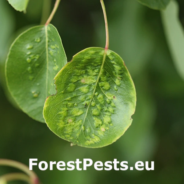 Roztoč hru&scaron;kov&yacute;