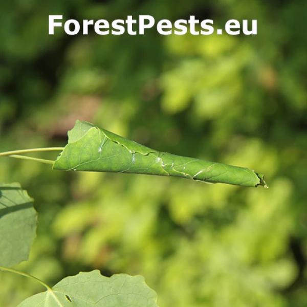 Psota osikov&aacute;