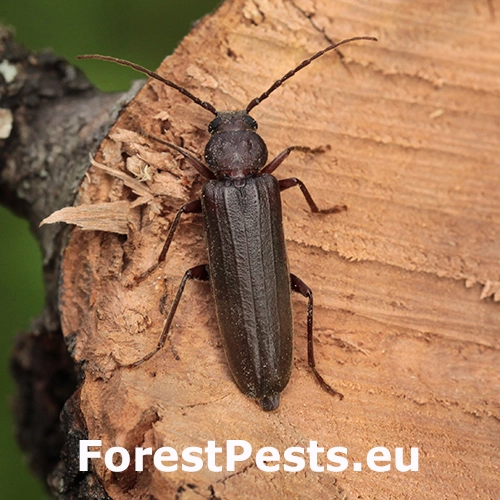 Fuz&aacute;č hned&yacute;