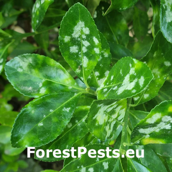 M&uacute;čnatka br&scaron;lenov&aacute;