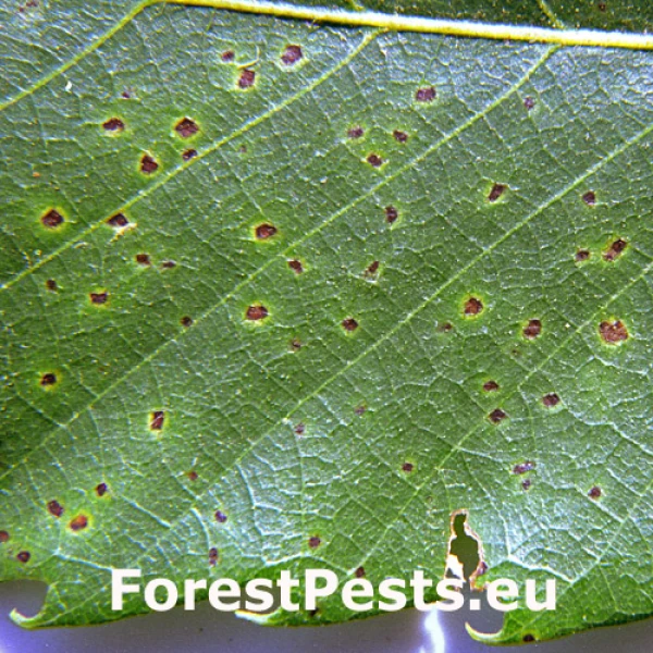 Drobnoplodka &scaron;kvrnit&aacute;