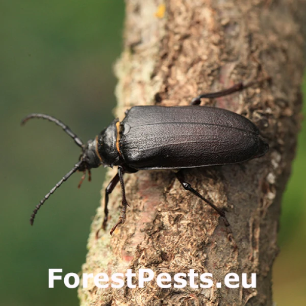 Fuz&aacute;č hrub&yacute;