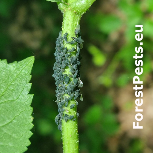 Vo&scaron;ka Aphis sambuci