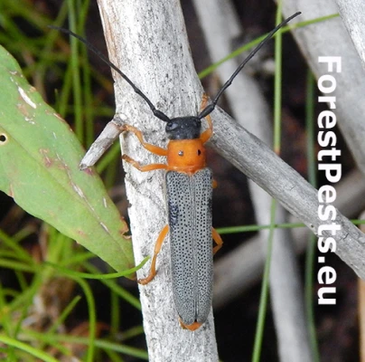 Fuz&aacute;č dvojbodkov&yacute;