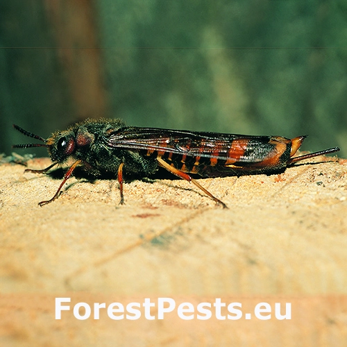 P&iacute;lovka listn&aacute;čov&aacute;