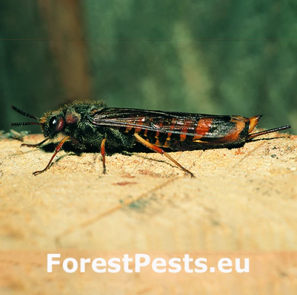 P&iacute;lovka listn&aacute;čov&aacute;