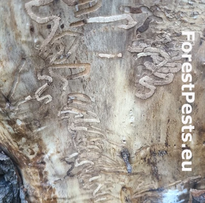 Krasoň topoľov&yacute;