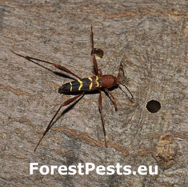 Fuz&aacute;č červenohlav&yacute;