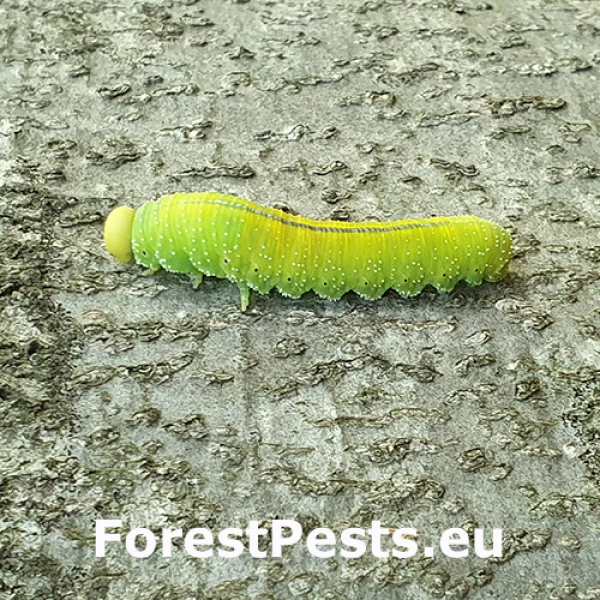 Kyjačka bukov&aacute;