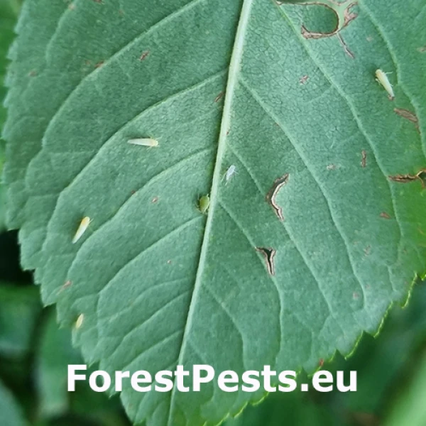 Cik&aacute;dočka ružov&aacute;