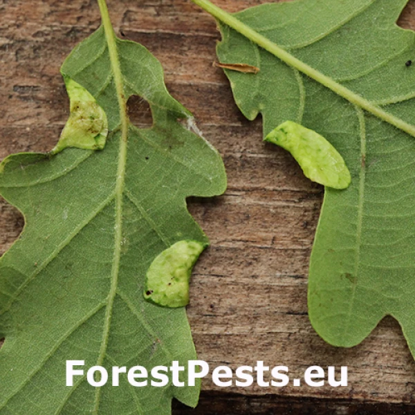 Byľomor Macrodiplosis pustularis