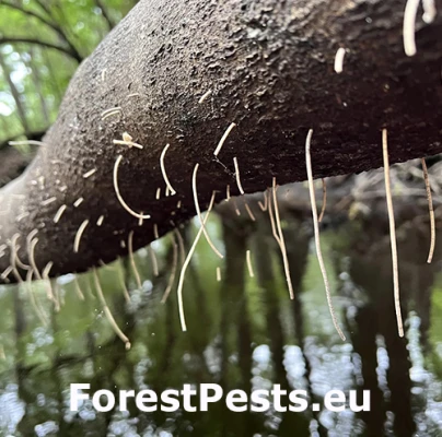 Drvin&aacute;rik Xylosandrus crassiusculus