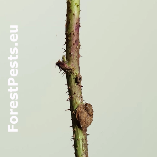 Byľomor ostružinov&yacute;