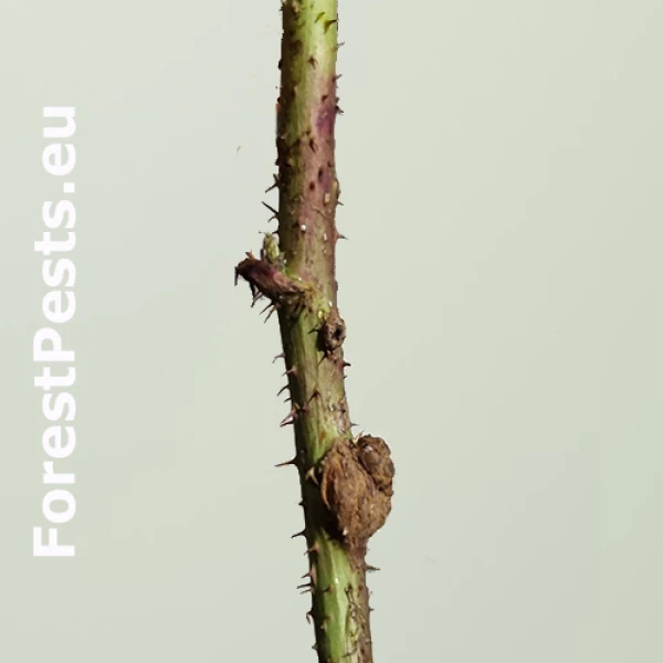 Byľomor ostružinov&yacute;