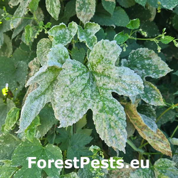 M&uacute;čnatka Podosphaera macularis