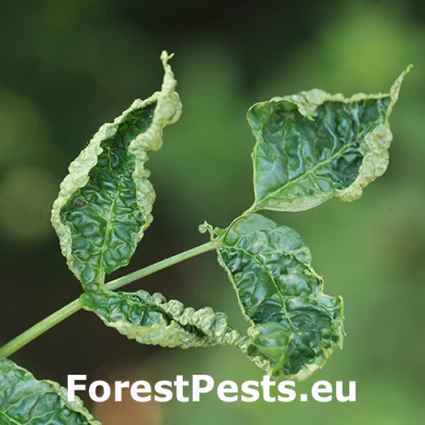 Roztoč Epitrimerus trilobus