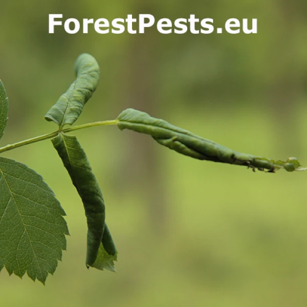 Piliarka drobn&aacute;