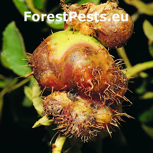 Hrčiarka Diplolepis mayri