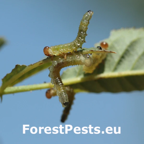 Piliarka Cladius pectinicornis