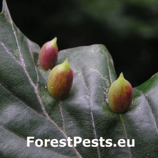 Byľomor bukov&yacute;