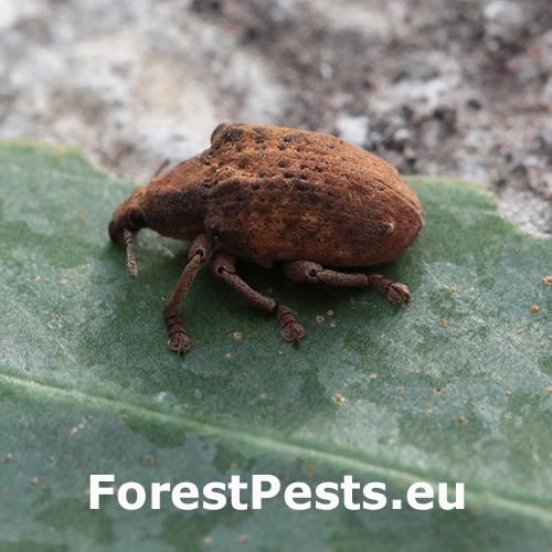 Nos&aacute;nik Gonipterus scutellatus