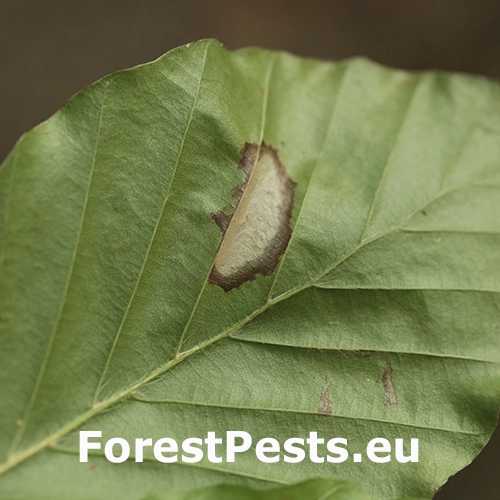 Plosk&aacute;čik Phyllonorycter maestingella