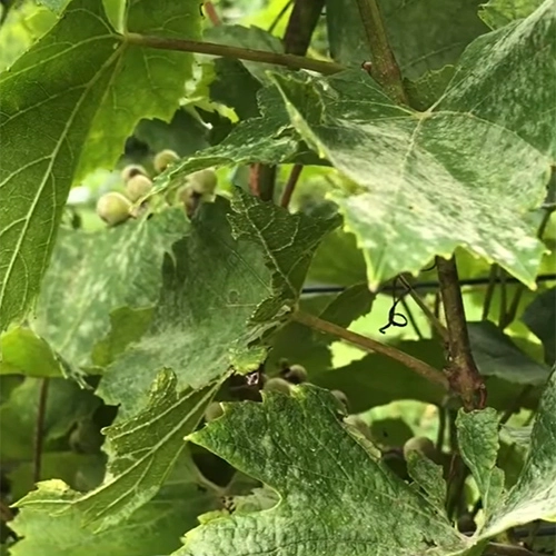 M&uacute;čnatka viniča