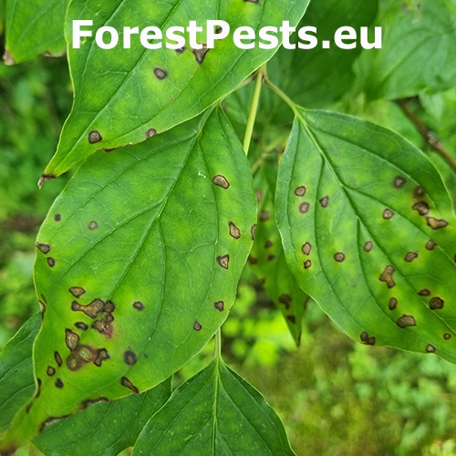 &Scaron;kvrnitosť listov drieňa