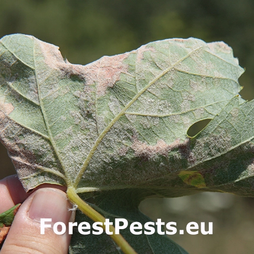 Peronosp&oacute;ra viniča