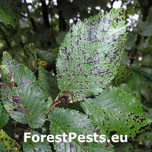 Čierna &scaron;kvrnitosť brestu