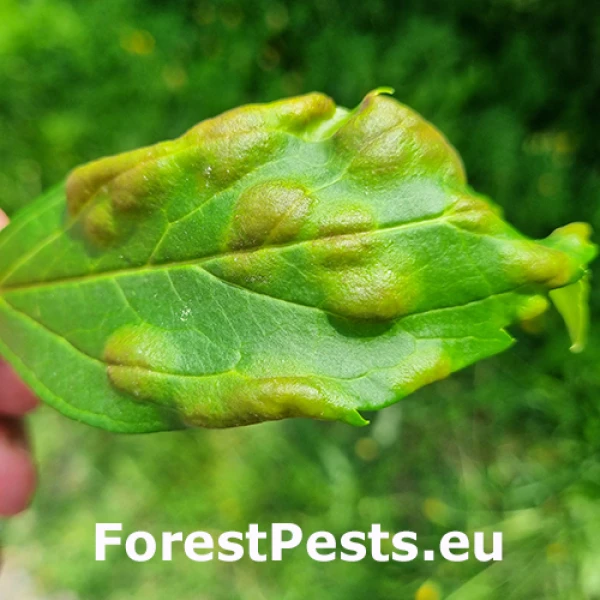 Hned&eacute; &scaron;kvrny na forz&iacute;tii