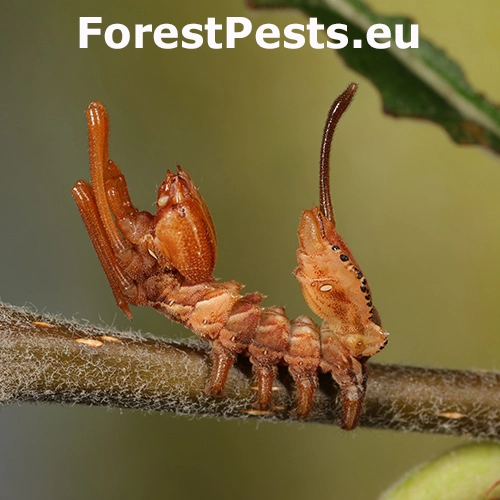 Hranostajn&iacute;k bukov&yacute;