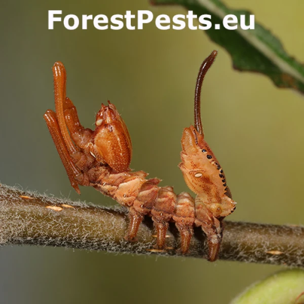 Hranostajn&iacute;k bukov&yacute;