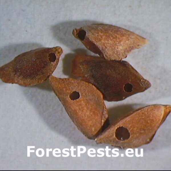 Krasuľka duglaskov&aacute;