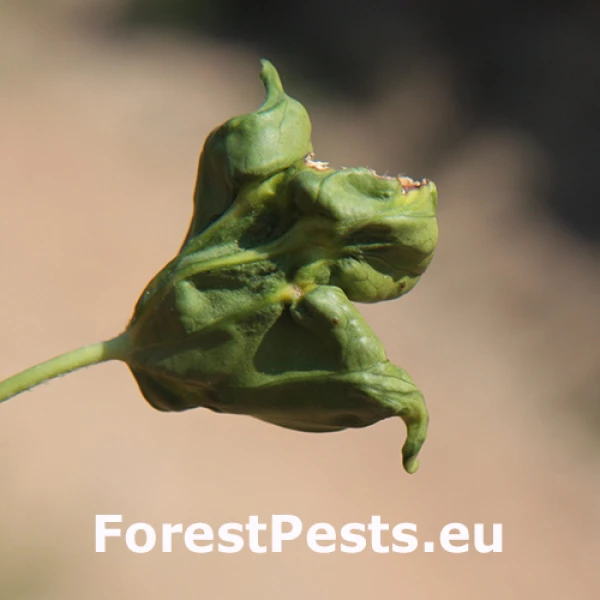 &Scaron;t&iacute;tnička Planchonia arabidis