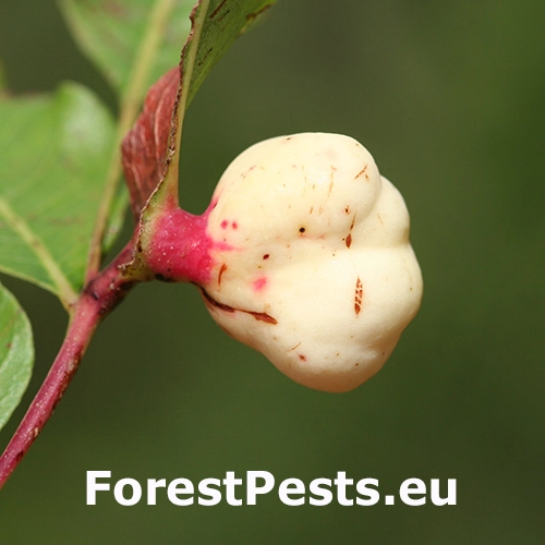Vo&scaron;ka Geoica utricularia